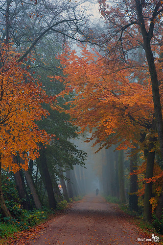 autumn trees mist fall nature fog cyclist path bicyclepath tistheseason anawesomeshot dragondaggeraward bracom bramvanbroekhoven