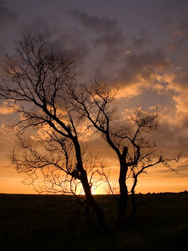 trees sunset winnipeg manitoba