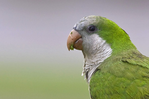 bird ave parakeet cotorra monkparakeet pericomonje cotorracomún thewonderfulworldofbirds