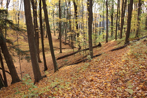 ontario fall leaves forest vaughan woodbridge vellore vellorevillage mrdanmofo