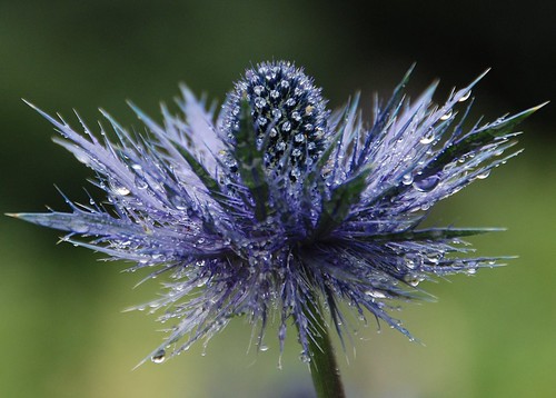 blue flower garden botanical iceland bravo dew akureyri eow 18200mmf3556gvr 73points d80 rtrr
