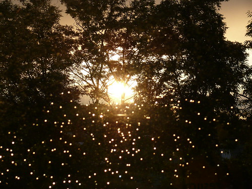 trees sunset sun rain yellow sunrise evening drops matthias dunker