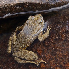 High Sierra Frog