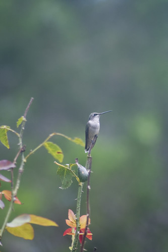 nature mississippi hummingbird natural vardaman