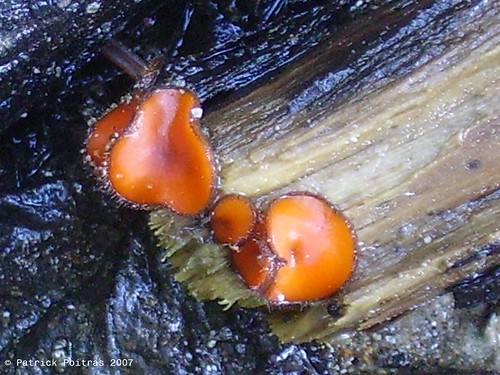mushrooms fungi québec fungus champignon mycology abitibitémiscamingue mycologie scutelliniascutellata pézizeenbouclier