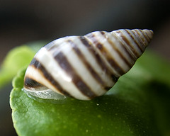 Caracol - Snail