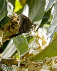 Butterfly on Nispera japonica flowers
