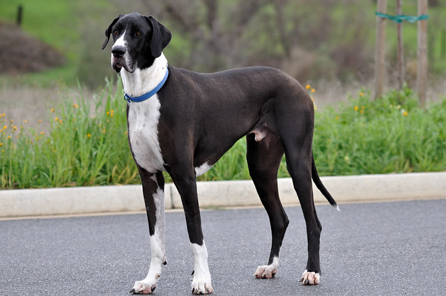 Male Great Dane | Flickr - Photo Sharing!