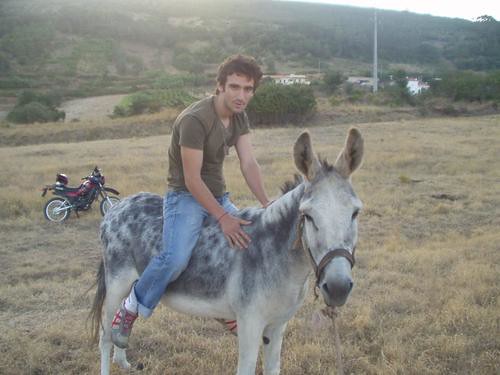 donkey burro riomaior pedaserra