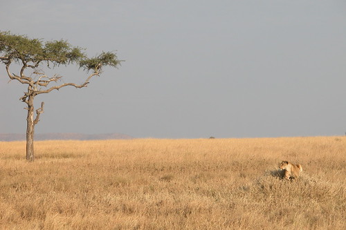 geotagged tanzania safari serengeti geo:lat=2001840995602471 geo:lon=3494431277636546