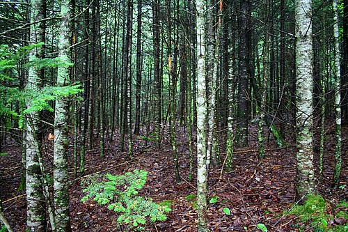 canada nature forest landscape geotagged novascotia canoneosdigitalrebelxt newross