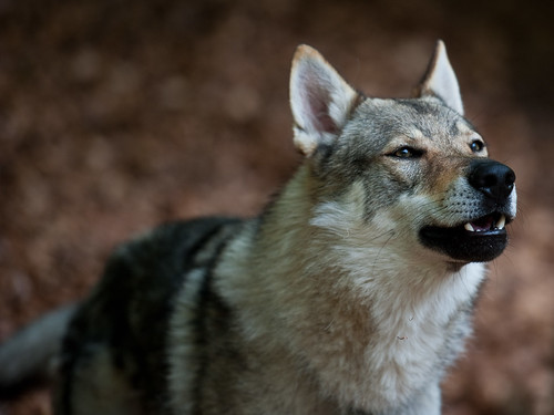 Czechoslovakian Wolf Dogs / Tschechoslowakischer Wolfshund