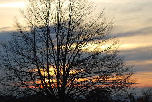sky tree sunrise 365