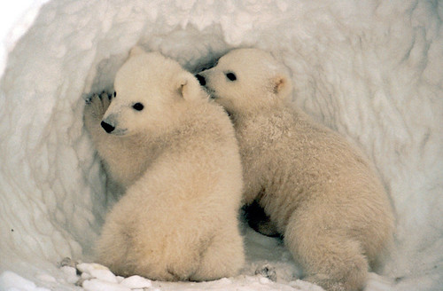 Polar bear cubs.
