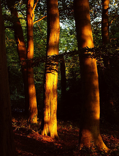 wood light photography dawn topf50 bravo topv999 algo naturesfinest 50f flickrsbest 25faves 200750plusfaves treesubject