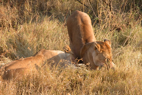 geotagged tanzania safari serengeti geo:lat=2001840995602471 geo:lon=3494431277636546