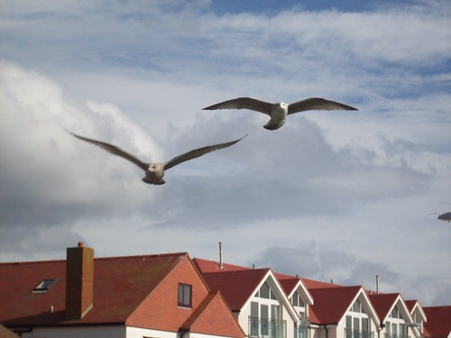 seagulls birds wales geotagged kodak seagull explore 100views llandudno easyshare kodakdigitalcamera faved conwysir conwycountyborough m753 geo:lat=5332062 geo:lon=3846158