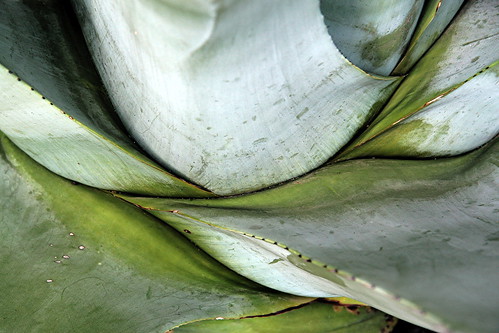 italy italia agave luce forme canoneos30d