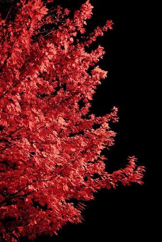 autumn red tree leaves night maple