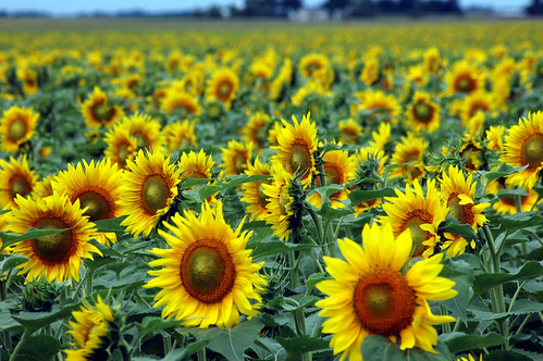 plant flower green crop sunflower yello onehundredthousandviews