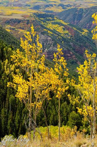 autumn trees color yellow colorado fallcolors september overlook 2009 ridgway paintedvalley lastdollarroad ouraycounty