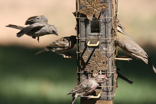 birds wildlife explore finch housefinch blueribbonwinner supershot specnature impressedbeauty platinumheartawards