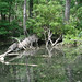 Alligator Canal   DSCN1860