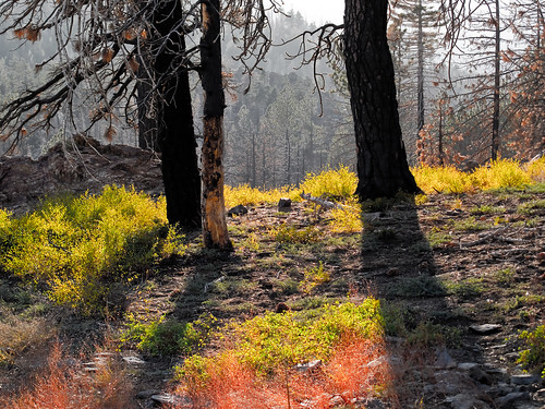 california trees light shadow red orange mountains green nature ecology yellow canon landscape outdoors fire rocks hiking exploring hills burnt geography geology burned sierraclub hps charred g11 sequoianationalforest kerncounty southernsierra hundredpeakssection claraville piutelookout