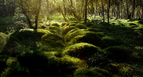 trees green scotland moss woods