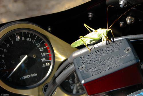 italy geotagged italia 2006 fluid moto motorcycle yamaha brakes grasshopper marche fazer contagiri liquido cavalletta freni geo:lat=434182180122346 geo:lon=12919403912164