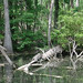 Alligator Canal   DSCN1859