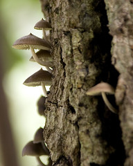 Hongos Salvajes - Wild mushrooms