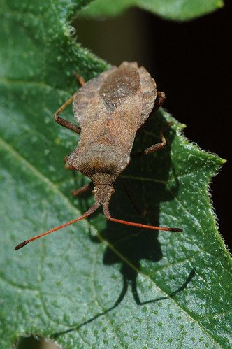 macro nature bug insect nikon sweden stockholm d70s handheld sigma105 marginatus coreus amatuerphotography tomasbuchtele