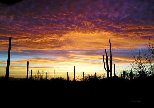 sunset arizona southwest clouds colorful tucson silhouettes sonorandesert cloudscapes settingsun saguaros desertsunset tucsonarizona desertsouthwest tucsonmountainpark gamewinner arizonasky tucsonmountains arizonasunset desertsetting 15challengeswinner southwestsunset scenicsw virtualjourney avirtualjourney herowinner tripleniceshot