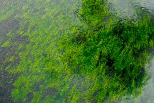 plants reflection water grass connecticutriver windsorlocks greem utatafeature cbpittenger