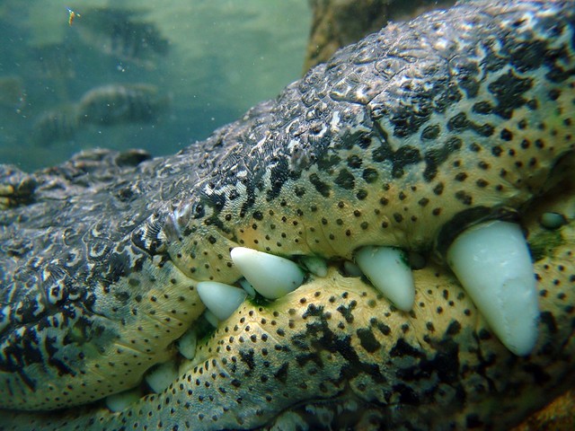 alligator's teeth