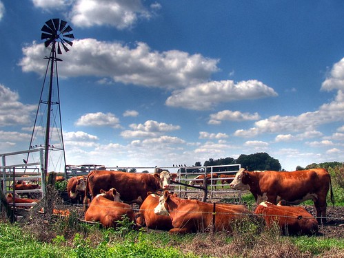 county summer hot windmill clouds illinois cows il hdr kankakee