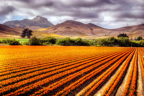 california flowers orange tree green clouds landscape lososos hills sevensisters losososvalleyroad markcullen markofphotography
