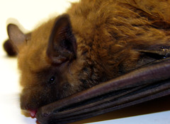 Common Bats