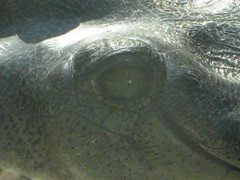 Crocodile eye 