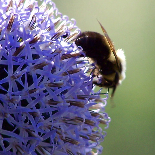 vermont bumblebee newport bombus oasispetresort