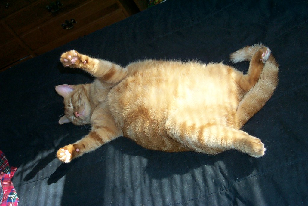 How Long Do Obese Cats Live Catmart