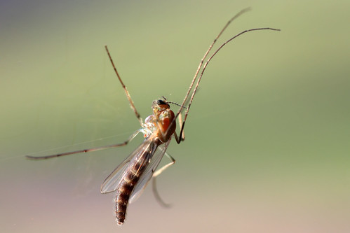 macro closeup canon insect eos rebel 50mm sigma mosquito inseto xsi pernilongo 450d