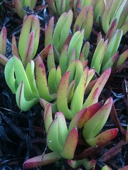 Ice plant succulents found near the coast