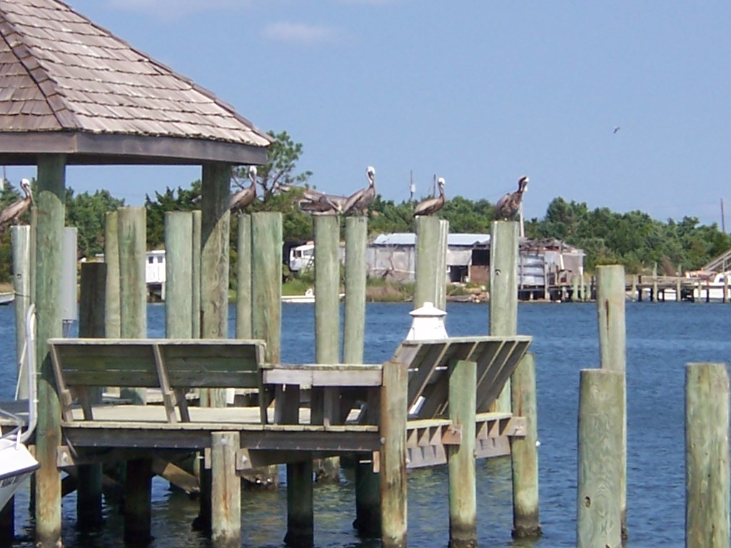 Pelicans at Silver Lake in Ocracoke | The Eastern Brown Peli… | Flickr