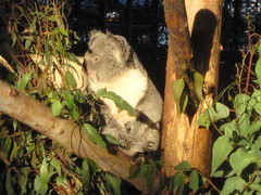 Awake koala 