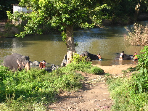 Elephant bathing, Mudumalai National Park