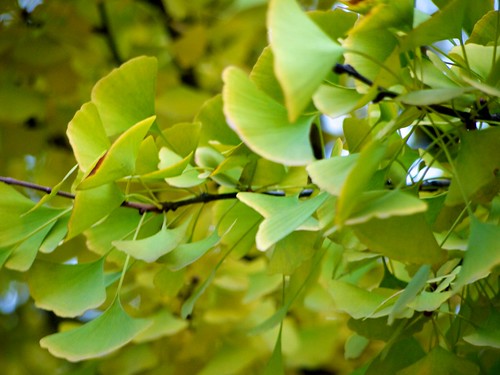Green ginkgo leaves
