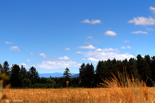 field trees grasses sky blue clouds hill brown tan green landscape stayton oregon geo:lat=44801456 geo:lon=1227755 geotagged utata:project=uplandscape colorblue skyshots
