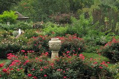 Rose Garden, Morris Arboretum, September 28